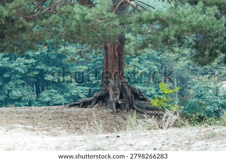 Ancient Pine Tree With Exposed Gnarled Roots on Sandy Forest Edge Timeless Nature Portrait