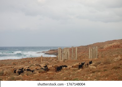 Ancient Ruins Of Cyrene, Libya