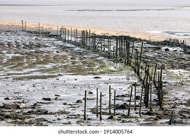 Ancient Salmon Trapping Stakes On The Severn Estuary. 