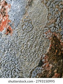 Ancient Script Lichen Graphis and Phyllopsora City Mosaic on Tree Bark, Vertical Macro Texture of Borneo Rainforest Biodiversity