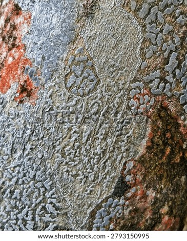 Ancient Script Lichen Graphis and Phyllopsora City Mosaic on Tree Bark, Vertical Macro Texture of Borneo Rainforest Biodiversity