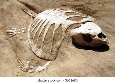 Ancient Sea Turtle Fossil