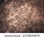Ancient shells embedded in the rock