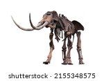 an ancient skeleton of a prehistoric animal isolated on a white background