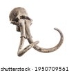 mammoth skull
