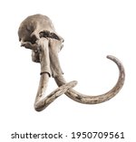 Ancient skull of mammoth head with whole tusks, on a white background. Isolated object