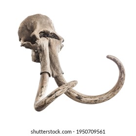 Ancient skull of mammoth head with whole tusks, on a white background. Isolated object