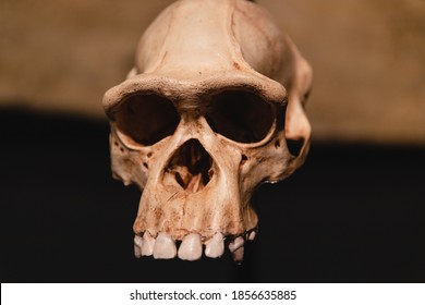 Ancient skull of prehistoric human being. Homo sapience head skull, close up with warm light