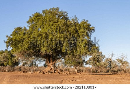 Ancient spreading tree with exposed roots in African bushveld. A monumental tree forms a broad sculptural canopy above dry earth in an unspoilt wilderness.