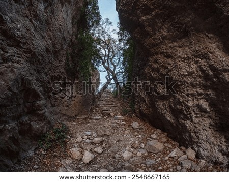 Ancient steps between two rocks densely overgrown with trees. Path between the rocks.