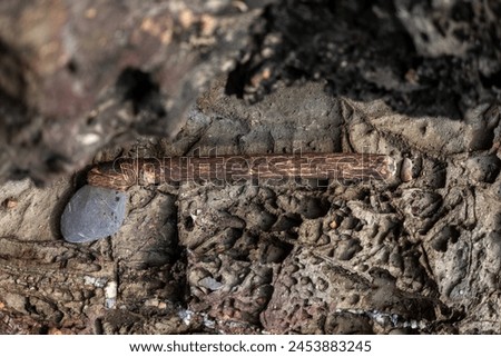 Ancient stone axe, a human tool around 3500-4500 years of prehistoric period.