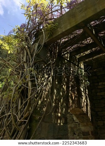 Ancient stone pergola with growing plant in Tibidabo natural park in Catalunya. Barcelona, Spain.