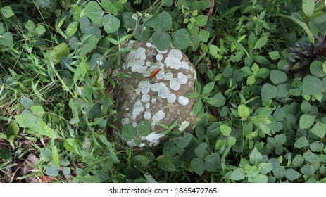 Ancient stone surface with moss and lichen. lichen background on the wall stone.A lichen is a composite organism that arises from algae or cyanobacteria living among filaments