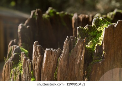 Ancient Stump Rim Lit Mossy