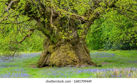 Ancient Sweet Chestnut In Spring