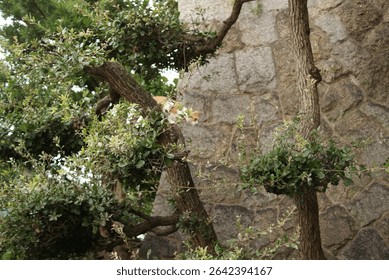 Ancient Tree Extending Its Branches Against a Stone Wall