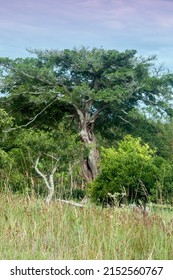 Ancient Tree In Forest In Rio Grande , Brazil