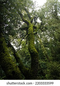 Ancient tree, full of moss
