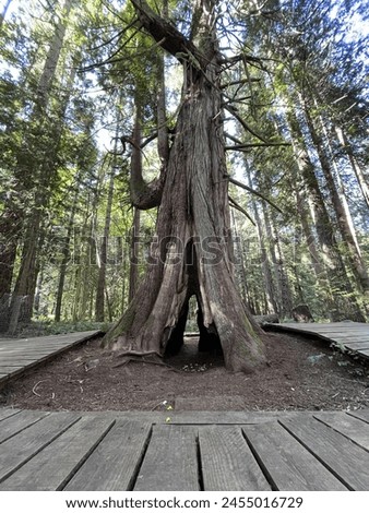 Ancient Tree with hole inside and bare branches has proven the strength they endure and offering peace to the one who saw it