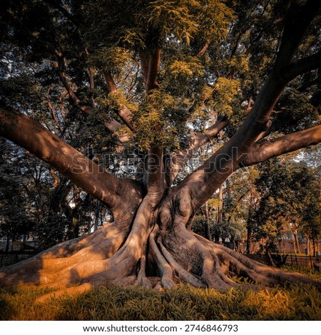 Ancient tree with huge trunks root going deep into the ground 