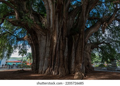 The ancient tree located at Santa Maria del Tule, Oaxaca