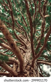 Ancient Tree With Many Large Branches.