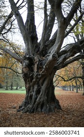 An ancient tree with a massive, textured trunk and twisted branches stands in an autumn park. The golden leaves cover the ground, creating a serene and mystical atmosphere in the peaceful landscape