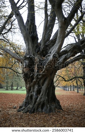 An ancient tree with a massive, textured trunk and twisted branches stands in an autumn park. The golden leaves cover the ground, creating a serene and mystical atmosphere in the peaceful landscape