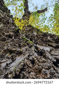 Ancient tree with ruffled bark. Skyward perspective shows branching crossroads of life