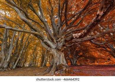 ancient tree, secular beech
