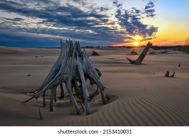 Ancient tree stumps at sunset in Michigan's, Silver Lake Sand Dunes.