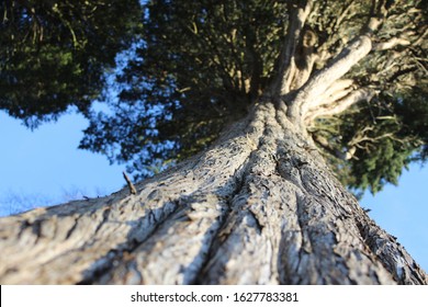 Ancient Tree, Taken From A Different Viewpoint