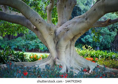 Ancient tree trunk branches and roots