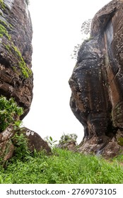 An ancient tree trunk with deep bark and twisted roots grows near a stone statue head in a lush green Asian temple park