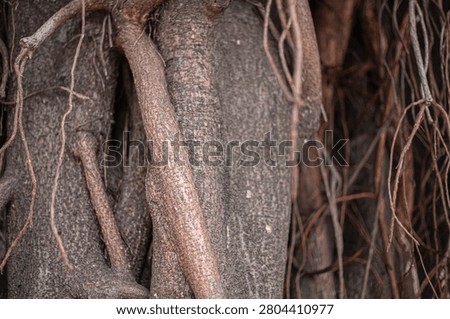Ancient tree trunk with massive aerial roots and natural bark texture close up