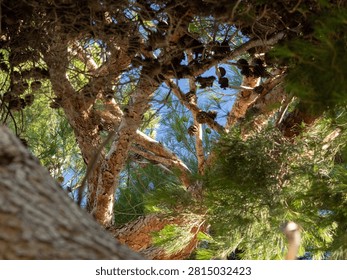 Ancient tree with twisted bark and dense green needles. Sunlight filters through leaves to the sky