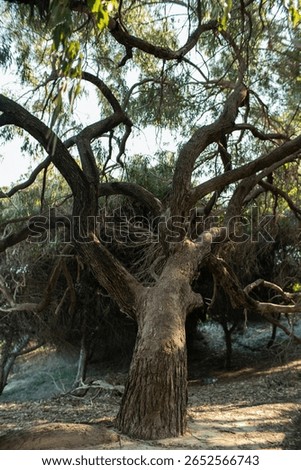 Ancient tree with twisted trunk and roots in Spain
