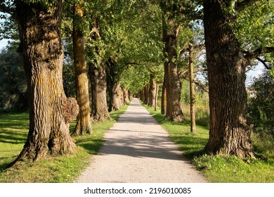 Ancient Trees, Alleyway With Footpath, Walkway In Tartu, Estonia. Bright Sunny Summer Day, Long Shadows.