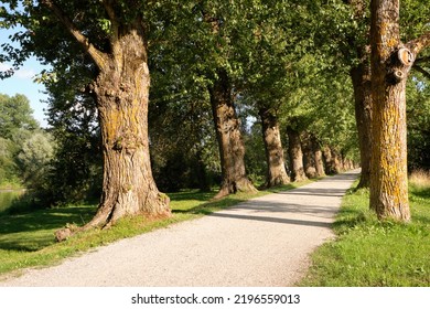 Ancient Trees, Empty Alleyway With Footpath In Tartu, Estonia. Bright Sunny Summer Day, Long Shadows.