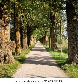 Ancient Trees, Footpath Through Old Alleyway In Tartu, Estonia. Bright Sunny Summer Day, Long Shadows.