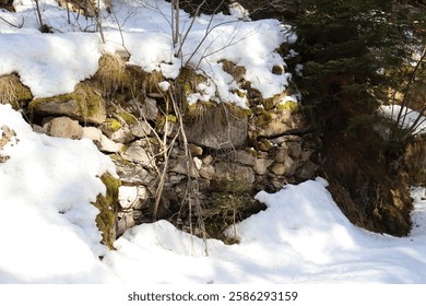 ancient wall in a winterforest