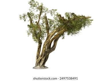Ancient and weathered juniper tree isolated on a black background. Perfect for design projects needing a unique and dramatic natural element.