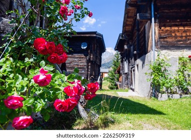 Ancient wooden traditional Swiss racecard granaries and chalets on stone piles and red roses in front in an old village in Switzerland - Powered by Shutterstock