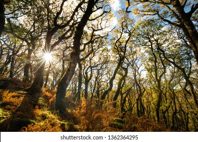 Ancient Woodland In Dartmoor National Park 