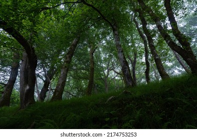 Ancient Woodland From A Low Perspective