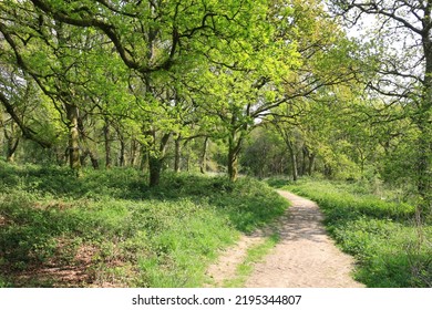 An Ancient Woodland In Spring