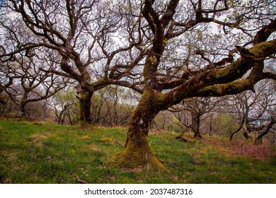 Ancient woodlands on the Mull of Kintyre in the Scottish Highlands