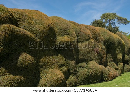 Ancient Yew Hedge (Taxus baccata) in a Churchyard in Rural Somerset, England, UK