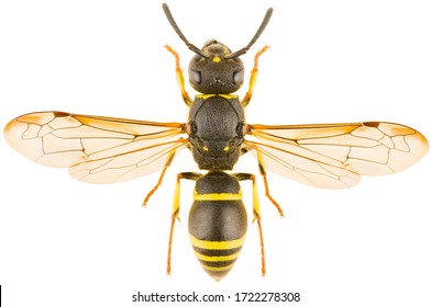 Ancistrocerus Nigricornis Is A Species Of Potter Wasp. Dorsal View Of Close Up Mason Wasp Isolated On White Background.