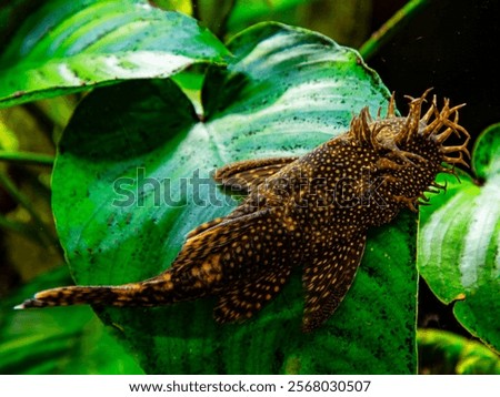 Ancistrus dolichopterus is an Algae eater

